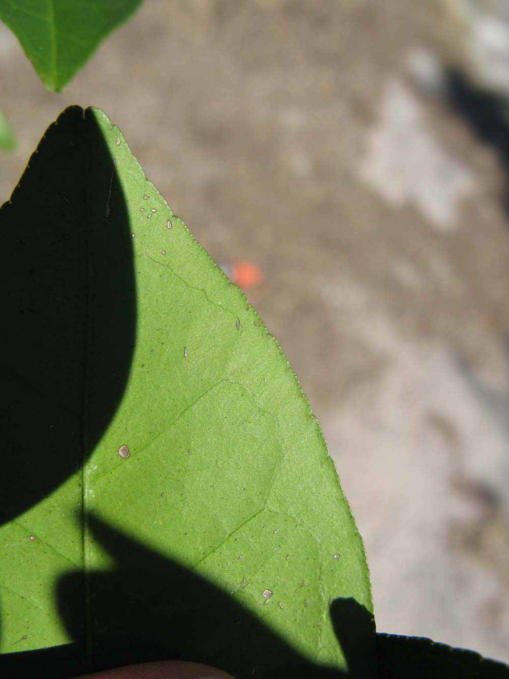              Margin (Winter Haven, FL)       